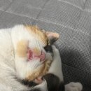 비부스 이미지