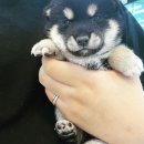 멍멍왕자 야옹공주 이미지