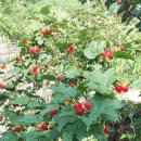 여주-0485 Daum카페