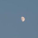 몽산포파인 이미지