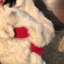 혜현 | 작별하지 않는다 - ! 그리고 봄 전야제 ✿