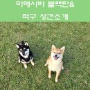 왕초켄넬 이미지