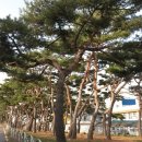 강남중학교 Daum카페