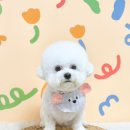 앨리살롱 | 광주 비숑미용전문 크리스타일 비숑 “엘리”의 미용후기🤍