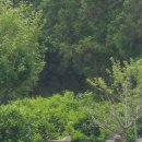 예민꿩농장 이미지