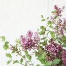 Flower book l 5월의 탄생화
