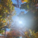 NR-6[종로]-하-343 | 찬란한 가을