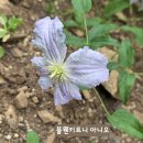 늦게 심은 다알리아 이미지