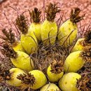 골목과일 이미지