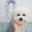 강아지 미용 이미지
