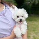 명지애견 이미지