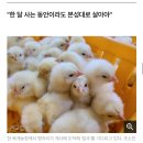 닭달치킨 이미지