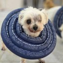 메리 동물병원 이미지