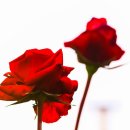 조선대학교 장미원 이미지