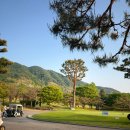 영통중고매장 | 영통 골프매장 마제스티 스터나 후기 40대 여성 비거리 드라이버 추천 이유