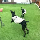 서강화농협 | 강화도 멍블리도그 펜션 : 대형견도 가능한 프라이빗 신축 독채 (with 후추&amp;오뜨)