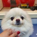 그루밍존 네이버블로그