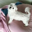 몽띠끄펫 이미지