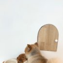 강아지살롱 이미지