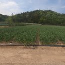 화산면601 이미지