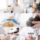 시그널동물병원 | 시그널 영등포 동물병원, 9살 고양이 건강검진 후기