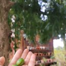 나무다락방 민박 이미지