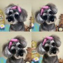 아미고펫 이미지