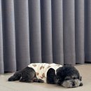 추억만 남개 이미지