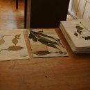 산과 들의 약용식물 이미지