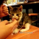 복실이 PC 이미지