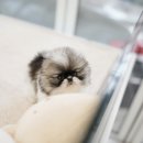 디디펫 수원강아지분양 이미지