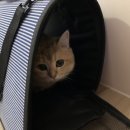 에어묘앤비 이미지