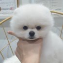 딜라잇독 앤 캣 강아지고양이 분양 시흥 이미지