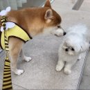 수안유리 이미지