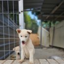 진도개패밀리 이미지