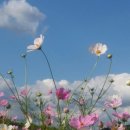 코스모스 이미지