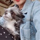 애니원애견미용 이미지