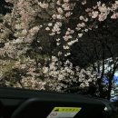 미니쿠퍼 오픈카 와 함께 하는 봄 오픈카의 실용성 컨버터블 S / JCW 미니쿠퍼 고양 스타필드 전시장...