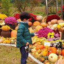 대청호두메마을 | 106. 할로윈 호박 구경. 대전 대청호 이현동 호박마을 (두메마을)