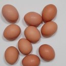 유나네 자연숲 농장 | 오늘n 연천 유정란 달걀 계란 택배 주문 양계장 유나네 자연숲 농장