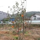 이안농장 이미지