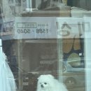 털찐친구들 이미지