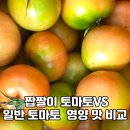 대저 짭짤이 토마토 vs 일반 토마토 비교 분석 이미지