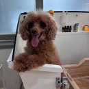 블루멍 펫 테라피 | 전주강아지미용실)아로멍 천연 아로마 테라피 펫 미용 전문샵 # 아로멍 #전주애견미용 #펫아로마 미용실
