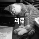 언니왔다