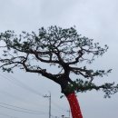 양양족발 네이버블로그