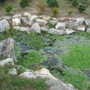 사랑의연못 이미지