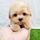 동네강아지 | 부평 강아지분양후기, 믿음직한 우리 동네 댕댕이샵 탐방기