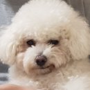 금오동물병원 | 야야~ 밀렸슈~^