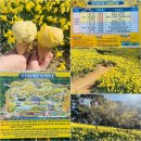 수선화 꽃말과 수선화 개화시기 알아보기! (with. 유기방가옥)